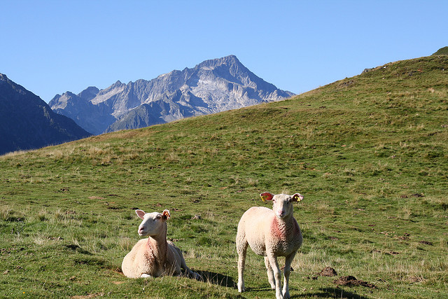 Brebis en estives et pic du Balatous - Tourisme autour de nos gites en val d'Azun dans les Pyrenees