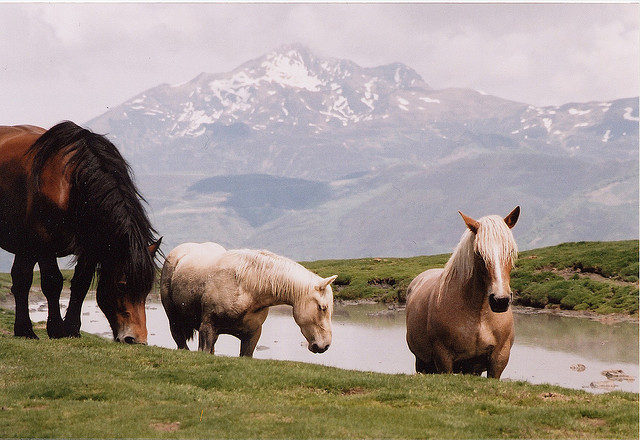 Chevaux au lac de Soum - Tourisme autour de nos gites en val d'Azun dans les Pyrenees