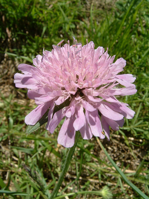 Fleur - Tourisme autour de nos gites en val d'Azun dans les Pyrenees